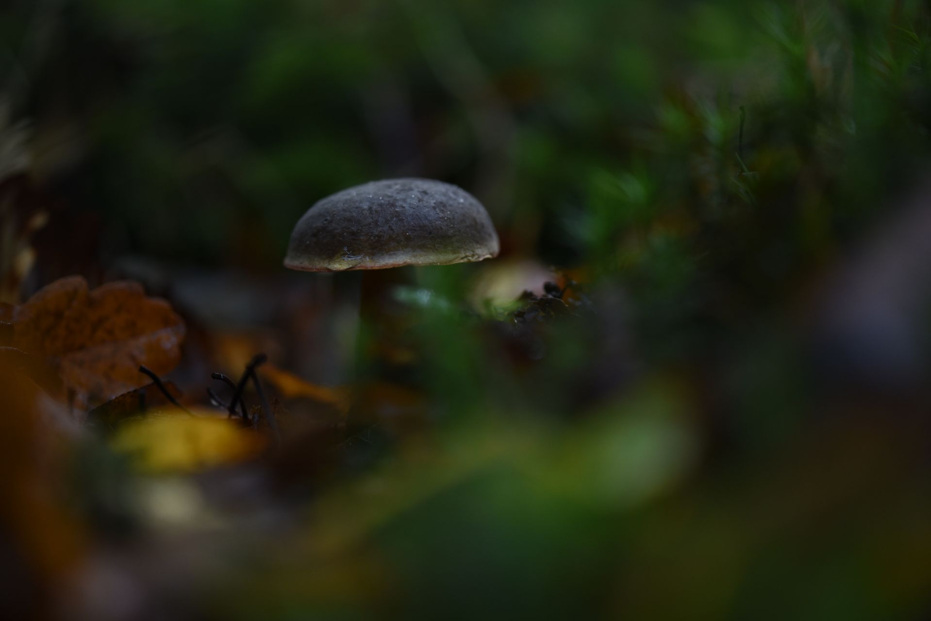 Ceuillette d'automne